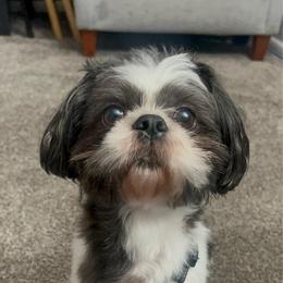 Romeo - Shih Tzu