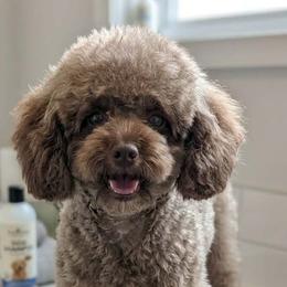 Sally - Poodle
