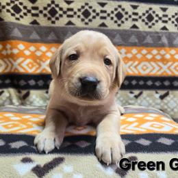Girl 6 - Yellow female Labrador Retriever puppy in Potosi, Wisconsin from Point and Flush Gun Dogs