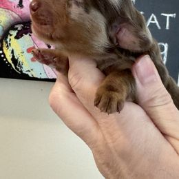 Chris (3800) - Dapple male Dachshund puppy in Steele, Alabama from Taylored Dachshunds