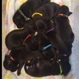 Staffordshire Bull Terrier Puppies from Freystaff Staffordshire Bull Terriers