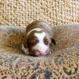 Jingle - Blenheim male Cavalier King Charles Spaniel puppy in Agua Dulce, California from Windy Pines Ranch