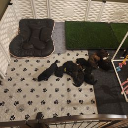 Bernedoodle Puppies from Adorable Dixie Doodles