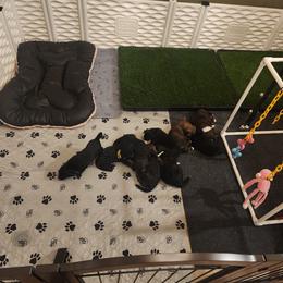 Bernedoodle Puppies from Adorable Dixie Doodles