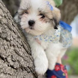 Coton de Tulear Puppies from Sutter Buttes Coton De Tulear
