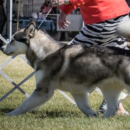Alaskan Malamute All Grown Up from WhiteHawk Alaskan Malamutes