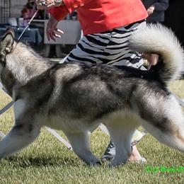 Alaskan Malamute All Grown Up from WhiteHawk Alaskan Malamutes