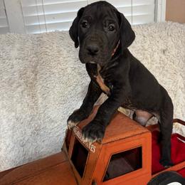Peach Collar Girl - Chocolate and white female Great Dane puppy in Wimberley, Texas from Heart of Texas Great Danes