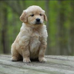 Blossom - Golden female Golden Retriever puppy in Saint Joe, Indiana from Golden Acres Farm