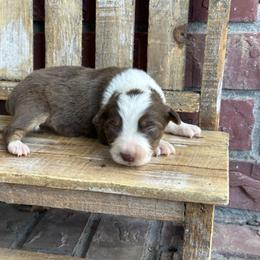RTF1 - Red tri female Miniature Australian Shepherd puppy in Lexington, Nebraska from Osborne's Aussies