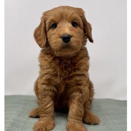 Mae - Apricot female Australian Labradoodle puppy in Sacramento, California from Little Farmstead Labradoodles