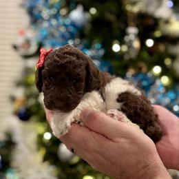 Rain - Parti female Poodle puppy in Spring, Texas from Sterling Star Doodles