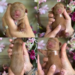 Lavendar - Apricot female Cavapoo puppy in Yuciapa, California from AlltheDoodlez_