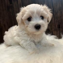 Gary - White and lemon male Maltese puppy in Grottoes, Virginia from Wendy’s Maltese & Cavamalts of Virginia