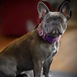 Pepper - French Bulldog