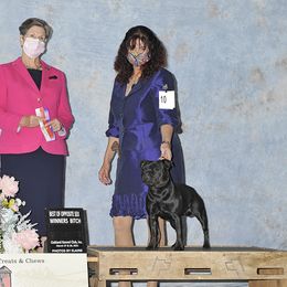 Staffordshire Bull Terrier All Grown Up from Sublime Staffords