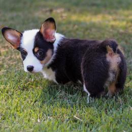 Belladonna (Bella) - Black and tan female Pembroke Welsh Corgi puppy in Benton, Arkansas from High Cotton Corgis