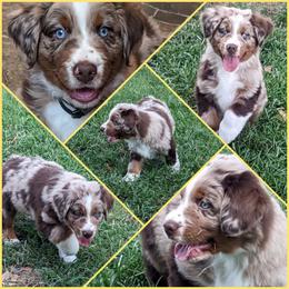 Australian Shepherd Puppies from Firelight Australian Shepherds
