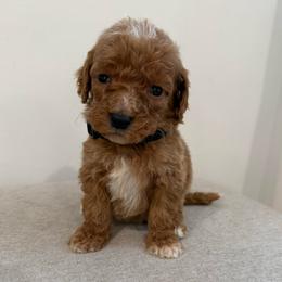 Black collar male - Red  male Goldendoodle puppy in Ridgewood, New Jersey from Jessie’s Doodles