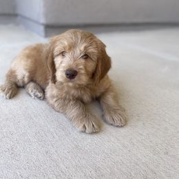 Goldendoodle Puppies from Penny Doodles