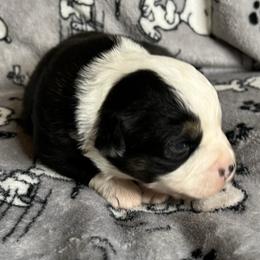 Black tri - female Miniature Australian Shepherd puppy in Taunton, Massachusetts from Checkered Flag Champions Mini Aussies