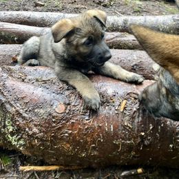German Shepherd Puppies from Von Overen German Shepherds