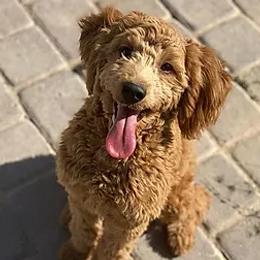 Ginger - Goldendoodle