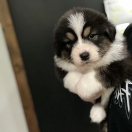 Australian Shepherd Puppies from Wild Meadow’s Aussies