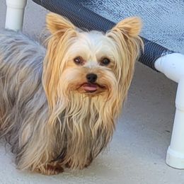 Roo - Yorkshire Terrier