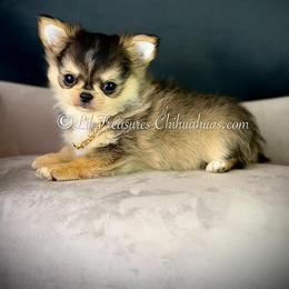 Jekyll - Black sabled fawn male Chihuahua puppy in Anderson, South Carolina from Lil Treasures Chihuahuas