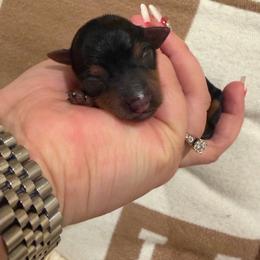 Maple - Black and tan female Yorkshire Terrier puppy in Illinois from Pretty Little Yorkies