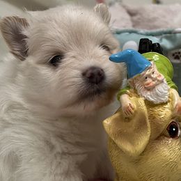 Pomeranians from Mala Poms