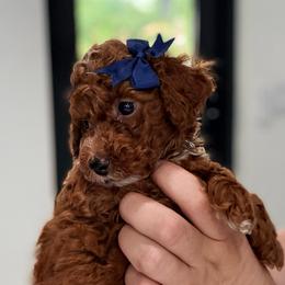 Cannoli - Apricot female Goldendoodle puppy in Miami, Florida from Haus of Pawz
