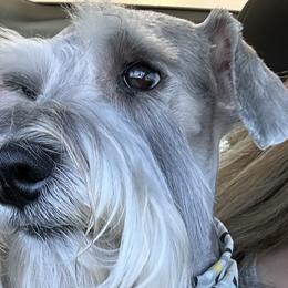 Buddy - Miniature Schnauzer