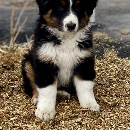 Australian Shepherd Puppies from Double NB Livestock LLC