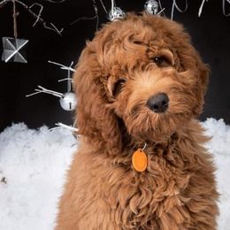 Australian Labradoodle Puppies from Victoria Creek Australian Labradoodles