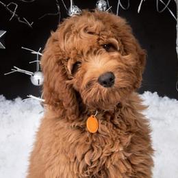 Australian Labradoodle Puppies from Victoria Creek Australian Labradoodles