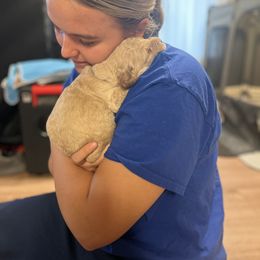 Goldendoodle Puppies from MillyDoodles