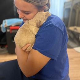 Goldendoodle Puppies from MillyDoodles