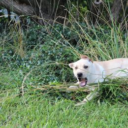 Carolina Dog Puppies from Williams Sweet Carolina