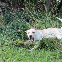 Carolina Dog Puppies from Williams Sweet Carolina