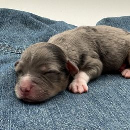 Stetson - Blue merle male Miniature American Shepherd puppy in Tremonton, Utah from Azure Sky Minis