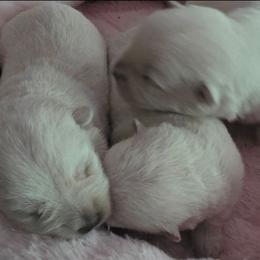Lady Fall - White female West Highland White Terrier puppy in Hoschton, Georgia from AKC  Westie World