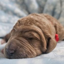 TWIX - Apricot male Goldendoodle puppy in Harris County, Texas from Cute & Curly Doodles
