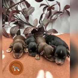 Miniature Schnauzer puppies from Sabrina's Miniature Schnauzers