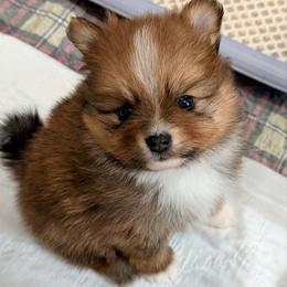 Toast - Chocolate sable male Pomeranian puppy in Clarksville, Tennessee from Bee Mine Maltipoos and Pomeranians