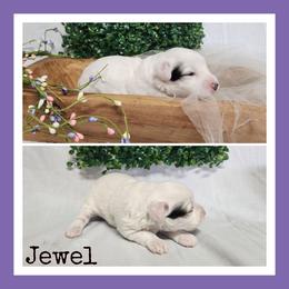 Jewel - Black and white female Schnoodle puppy in Lebanon, Missouri from Cedar Glades Canines