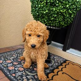 Eli - Apricot male Goldendoodle puppy in Sanford, Florida from Florida Coast Golden Doodles