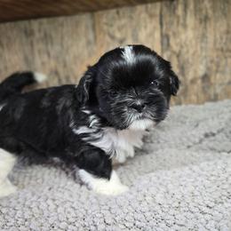 Tiffany - Black and white female Shih Tzu puppy in Mountain Grove, Missouri from Precious Puppies