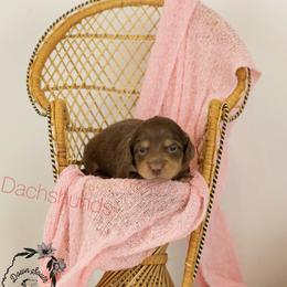 Choc and cream girl 2 - Chocolate and cream female Dachshund puppy in Seminary, Mississippi from Down South Mavericks Dachshunds